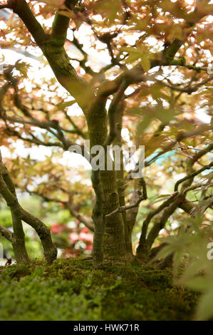 Bello e romantico Bonsai acero con la luce che passa attraverso le foglie Foto Stock