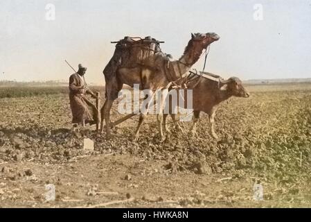 Un uomo aratri un campo utilizzando un cammello e un bue, che egli ha servirono insieme nonostante le loro dimensioni disuguali, Egitto, 1922. Nota: l'immagine è stato colorizzato digitalmente usando un processo moderno. I colori possono non essere periodo-precisa. Foto Stock