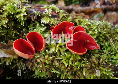 Scarlet Elfcup Sarcoscypha austriaca funghi su verde muschio Regno Unito Foto Stock