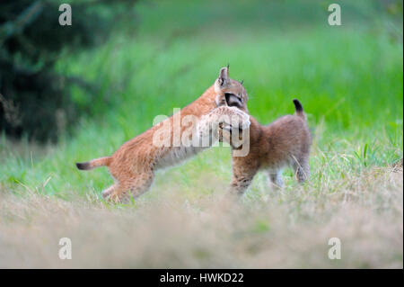 Lince euroasiatica, cubs, agosto, captive, Germania, , Lynx lynx, Foto Stock