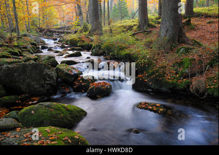 Kleine Ohe, ottobre, Parco Nazionale della Foresta Bavarese, Germania Foto Stock