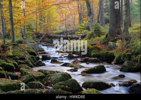 Kleine Ohe, ottobre, Parco Nazionale della Foresta Bavarese, Germania Foto Stock