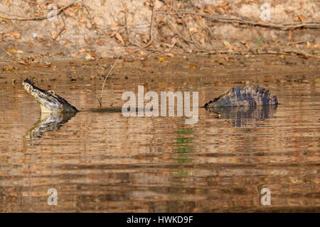 Caimano Yacare , yacare caimano, durante un ballo display acqua, Pantanal, Mato Grosso, Brasile Foto Stock