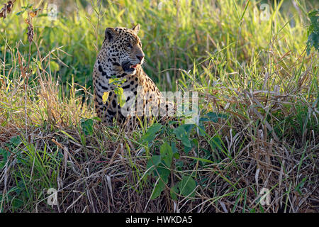 Giovani Jaguar , Panthera onca, su un argine, Cuiaba river, Pantanal, Mato Grosso, Brasile Foto Stock