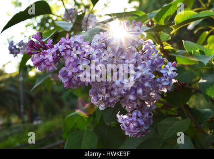 Fioriture di Lilla. Un bel mazzo di lillà closeup. Fioritura lilla. Lilac Bush Bloom. Sun attraverso il ramo di lilla Foto Stock