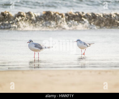 Due gabbiani in piedi sulla spiaggia di sabbia, mare Mediterraneo Foto Stock