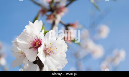 Rosa Almond blossom insieme contro un cielo blu, fioritura primaverile di fiori di mandorlo in Spagna Foto Stock