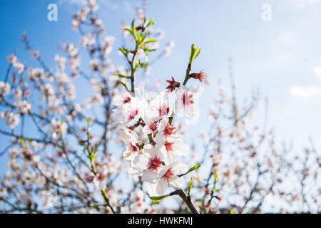 Rosa Almond blossom insieme contro un cielo blu, fioritura primaverile di fiori di mandorlo in Spagna Foto Stock