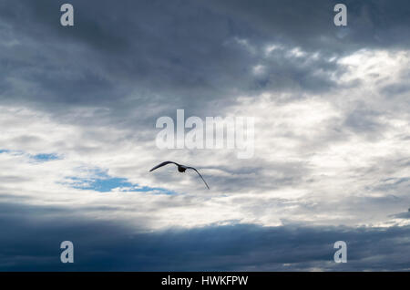 Seagull battenti contro il drammatico blu cielo molto nuvoloso Foto Stock