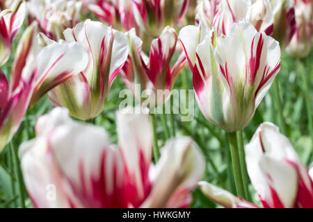 Viridiflora tulip (varietà " Flaming verde primavera') Foto Stock