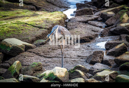 Airone blu la cattura di un Maryland granchio blu sulla baia di Chesapeake Foto Stock