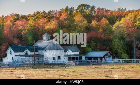 I colori autunnali a un Maryland stabile con un vecchio fienile rustico durante l'autunno vicino al tramonto Foto Stock