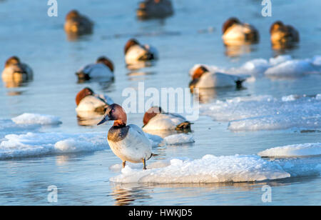 Canvasback duck in piedi su un piccolo iceberg nella baia di Chesapeake nel Maryland con altri Canvasbacks sleeping Foto Stock