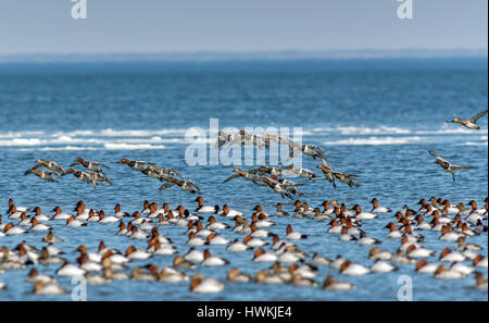 Gregge di anatre Canvasback volare e nuotare sulla baia di Chesapeake nel Maryland durante il periodo invernale Foto Stock