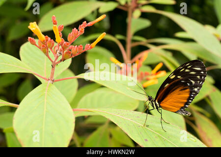 Heliconius hecale butterfly Foto Stock