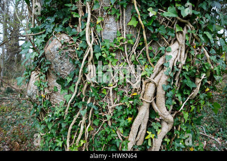 English Ivy, Hedera helix, cresce su alberi in un bosco in Inghilterra, Regno Unito. Foto Stock