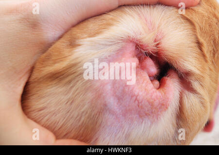 Allergia su orecchio close-up. Il controllo veterinario cane orecchio. Red illing orecchio interno. Foto Stock