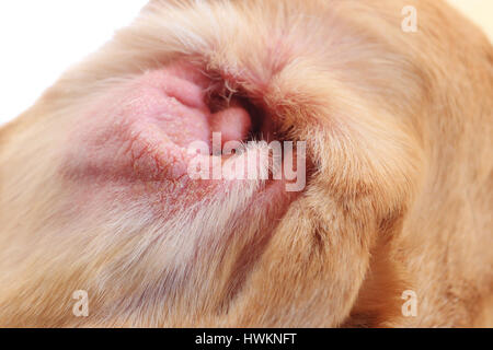 Red Dog ear closeup. Cattive condizioni del cane orecchio. Il cane rosso orecchio con allergia. Foto Stock