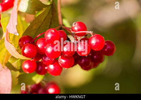 Bacche mature di pallon di maggio Foto Stock