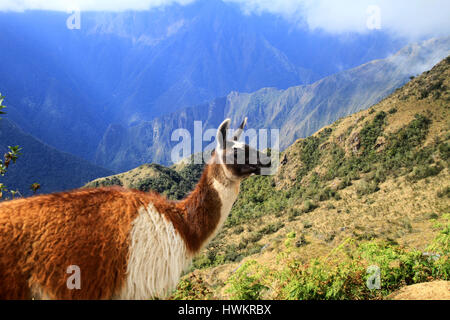 Llama sul Cammino Inca in Perù Foto Stock