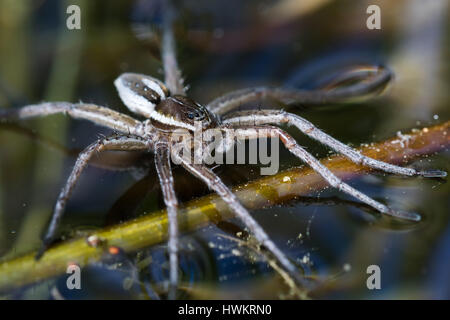 Sei pezzata di Crociera di pesca (Dolomedes triton) dimostrando la tensione superficiale su un piccolo stagno Foto Stock