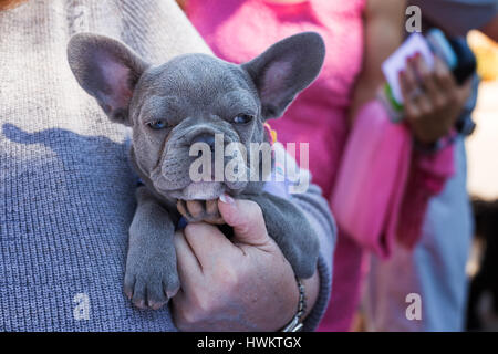 Bulldog francese cucciolo Foto Stock
