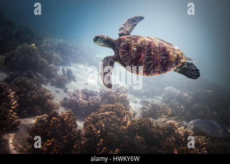 Tartaruga Verde (Chelonia Mydas) Foto Stock