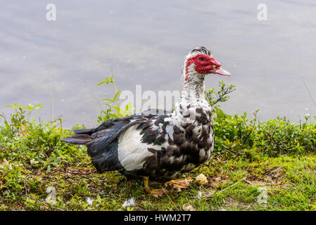 Un anatra muta (Cairina moschata) attorno a piedi lungo l'acqua. Foto Stock