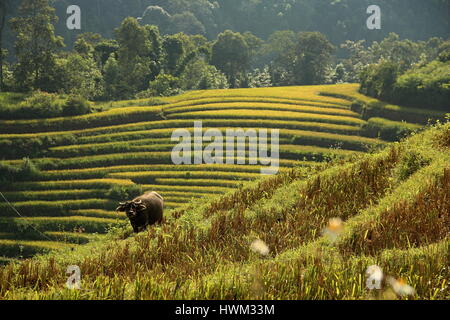 La sapa, il Vietnam del Nord Foto Stock