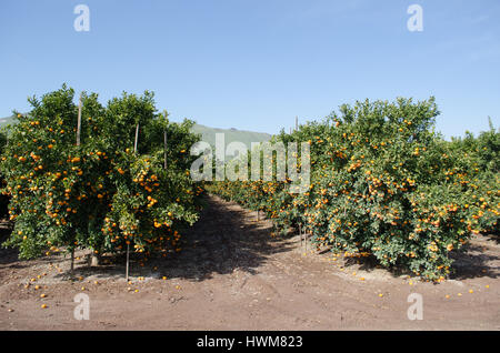 "Tango" Tangerini sono mature e pronte per il raccolto e i campi sono asciutte e pronte per i lavoratori. Foto Stock