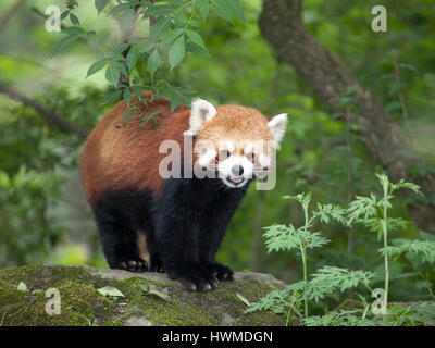 Panda rosso (Ailurus fulgens) in piedi su una roccia nella foresta montana della riserva naturale di Wolong, provincia di Sichuan, Cina Foto Stock