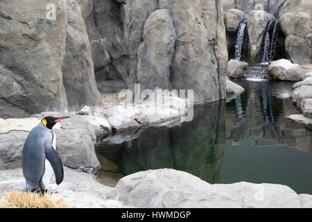 Pinguino reale (Aptenodytes patagonicus) nel contenitore esterno con piscina a Calgary zoo. Foto Stock