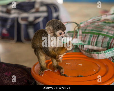 Fiume del Amazon, Perù - 13 Maggio 2016: Piccola animali esotici sulla coperta della imbarcazione cargo Foto Stock