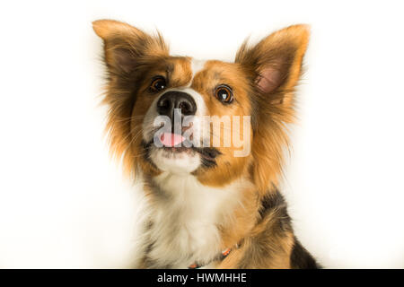 Uno splendido Border Collie Foto Stock