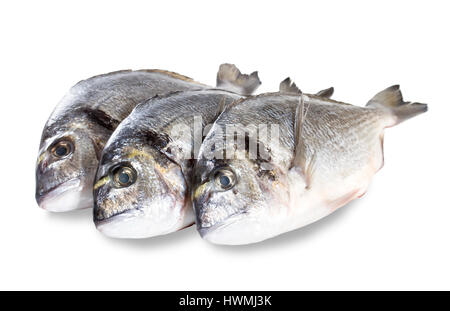 Fresco pesce dorado isolati su sfondo bianco Foto Stock