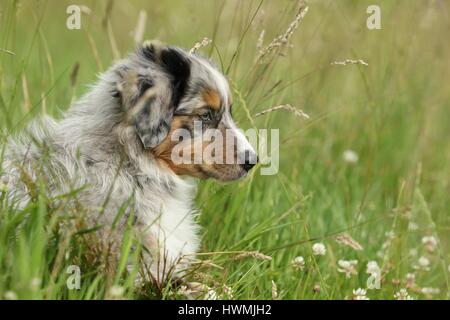 Pastore australiano cucciolo Foto Stock