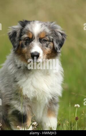 Pastore australiano cucciolo Foto Stock