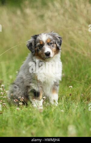 Pastore australiano cucciolo Foto Stock