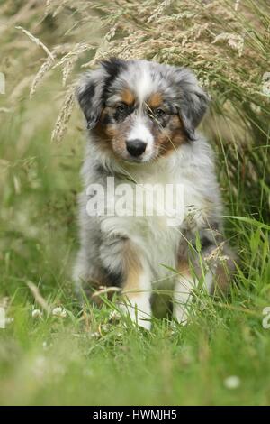 Pastore australiano cucciolo Foto Stock