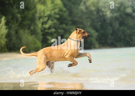 Esecuzione di Fila brasileiro Foto Stock