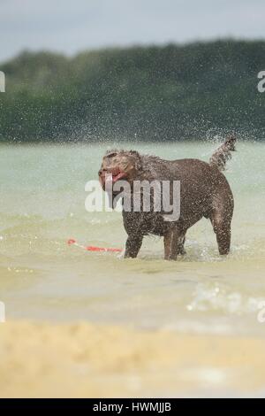 Il Labrador Retriever in acqua Foto Stock