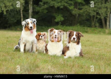 4 cani Foto Stock