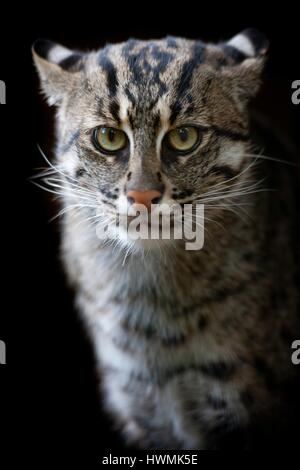 gatto di pesca Foto Stock