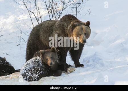 Orso bruno Foto Stock