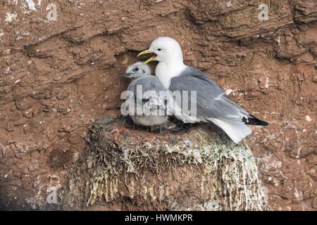 Nero-kittiwakes zampe Foto Stock