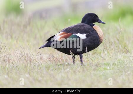 Shelduck australiano Foto Stock