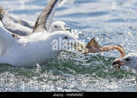 Grande nero-backed gabbiani Foto Stock