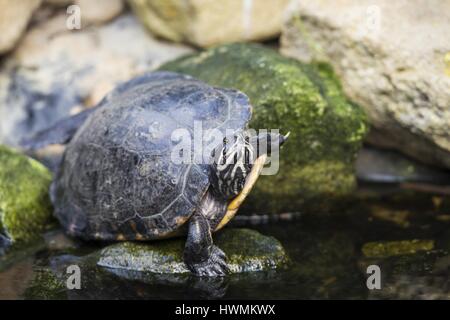 A becco giallo cursore Foto Stock