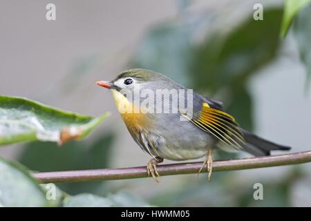 Pekin nightingale Foto Stock