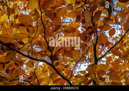Looking up through the beautiful bronze and yellow colors of beech leaves in autumn creating an ideal background image Foto Stock